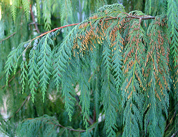 Цветение кипариса плакучего
