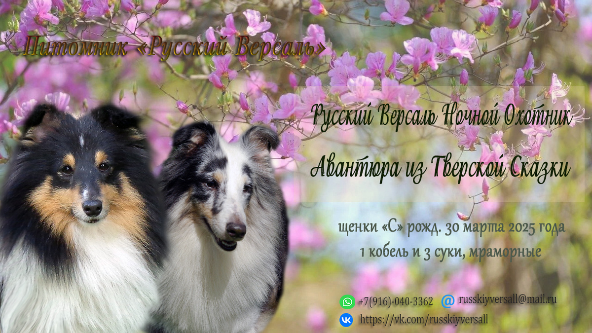 Весенние щенки шелти !