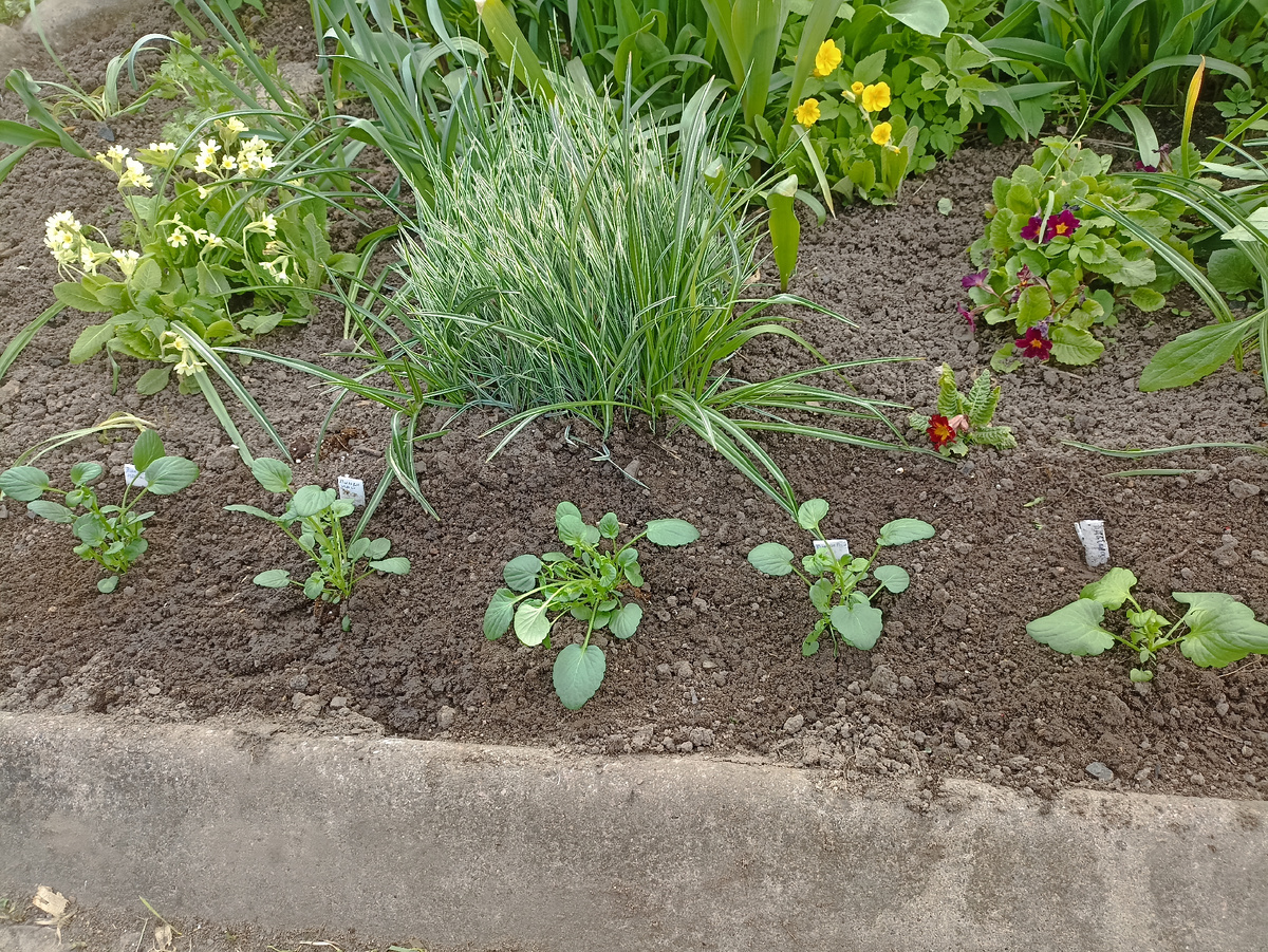 Тестируемые виолы высадила бордюром по краю цветника. Фото автора