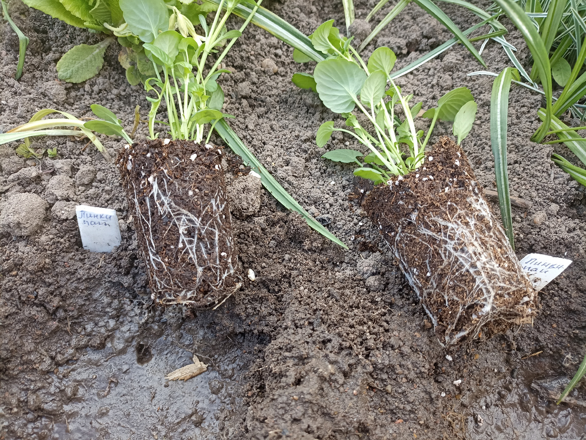 Мощная корневая система полностью освоила зеляной ком. Фото автора