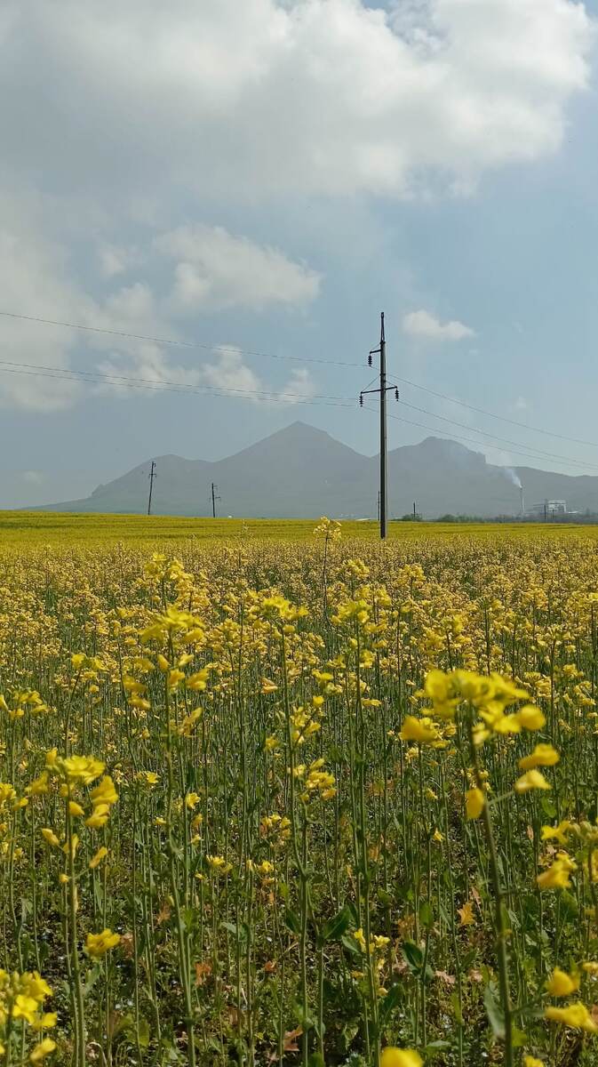 У нас рапс цветет, виды потрясающие.