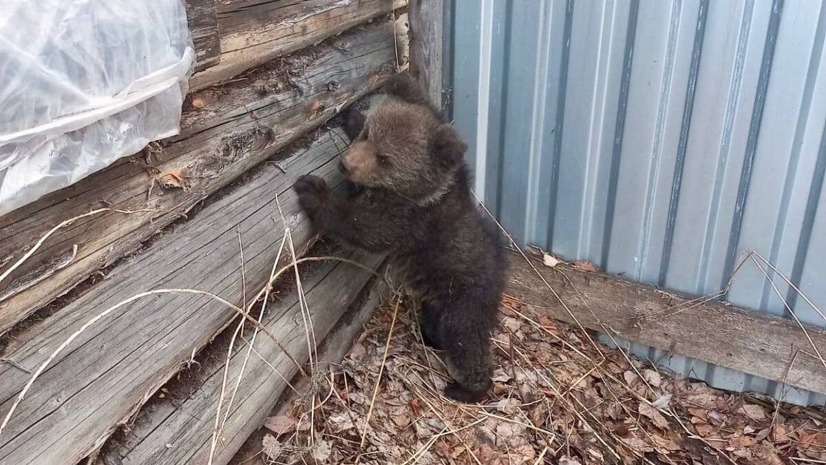    Фото: VK / Минприроды Республики Коми