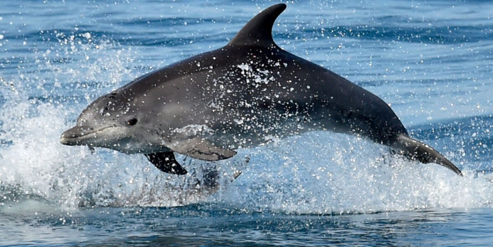 Дельфин афалина, фото из интернета