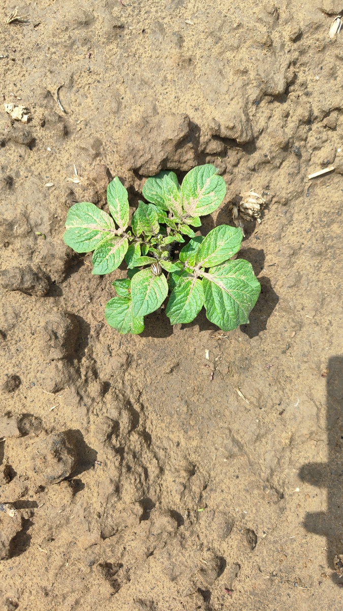 Не успела картошка вылезти они уже здесь 