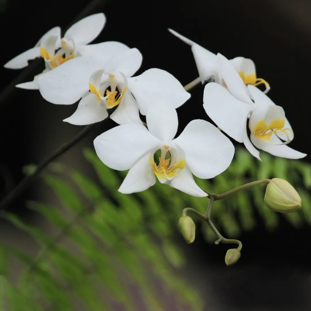Phalaenopsis amabilis. Фото из интернета