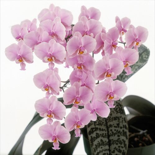 Phalaenopsis schilleriana. Фото из интернета