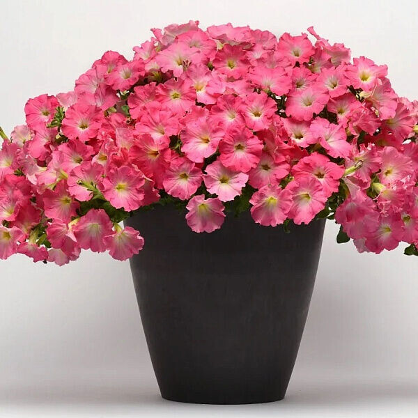 Роскошная петуния Изи вейв рози доун в горшке