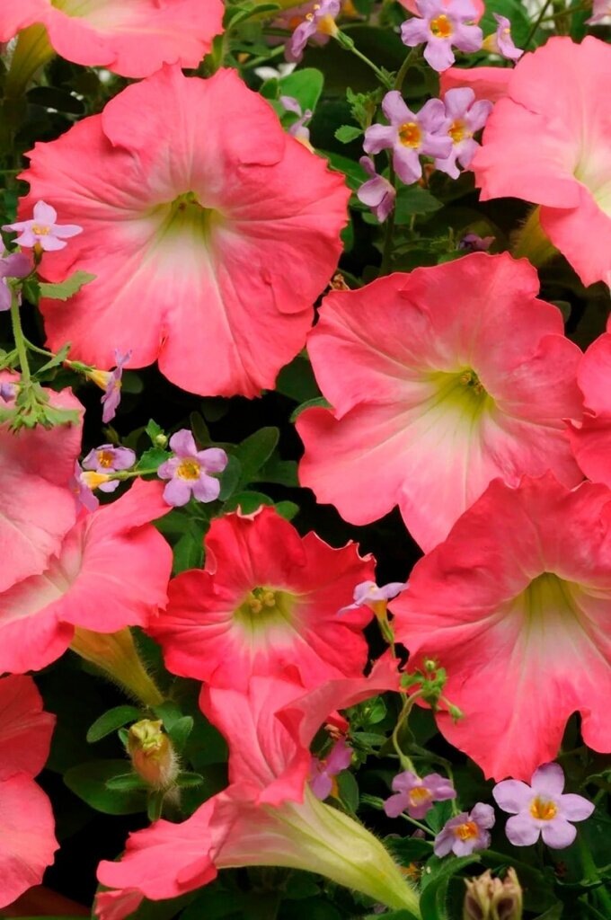 Цветки Изи вейв рози доун отличаются яркостью цвета