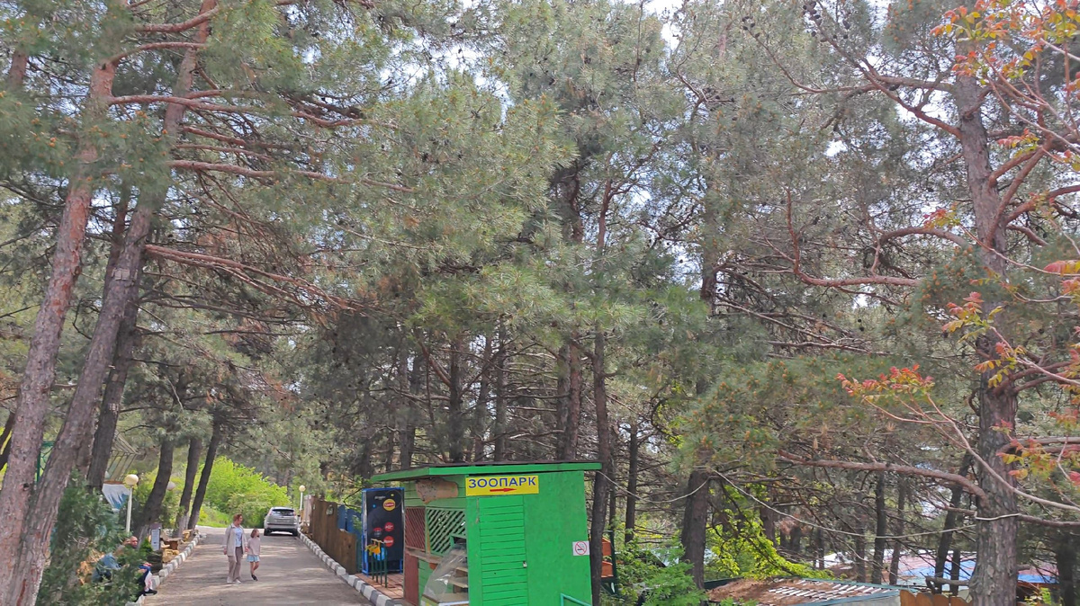 Как жителя большого города, который быстро разросся, меня особо радуют деревьья. Особенно такие высокие и густые. Зелень вообще повсюду