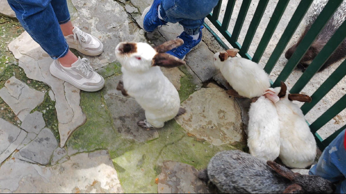 Десятки лопооухов, ручных, пушистых, разноцветных, и конечно вечно голодных. Худых вроде нет. Кролики