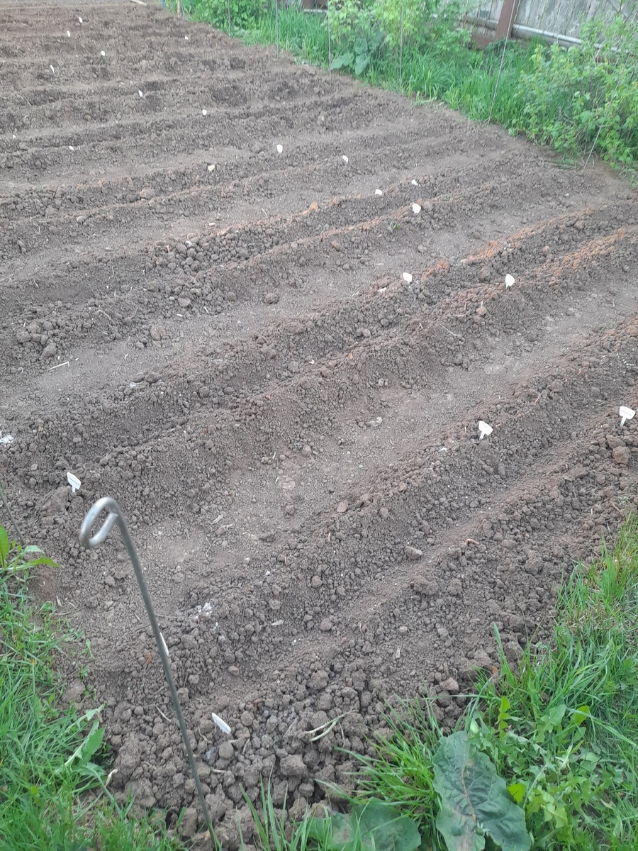 Двухрядные грядки с луком