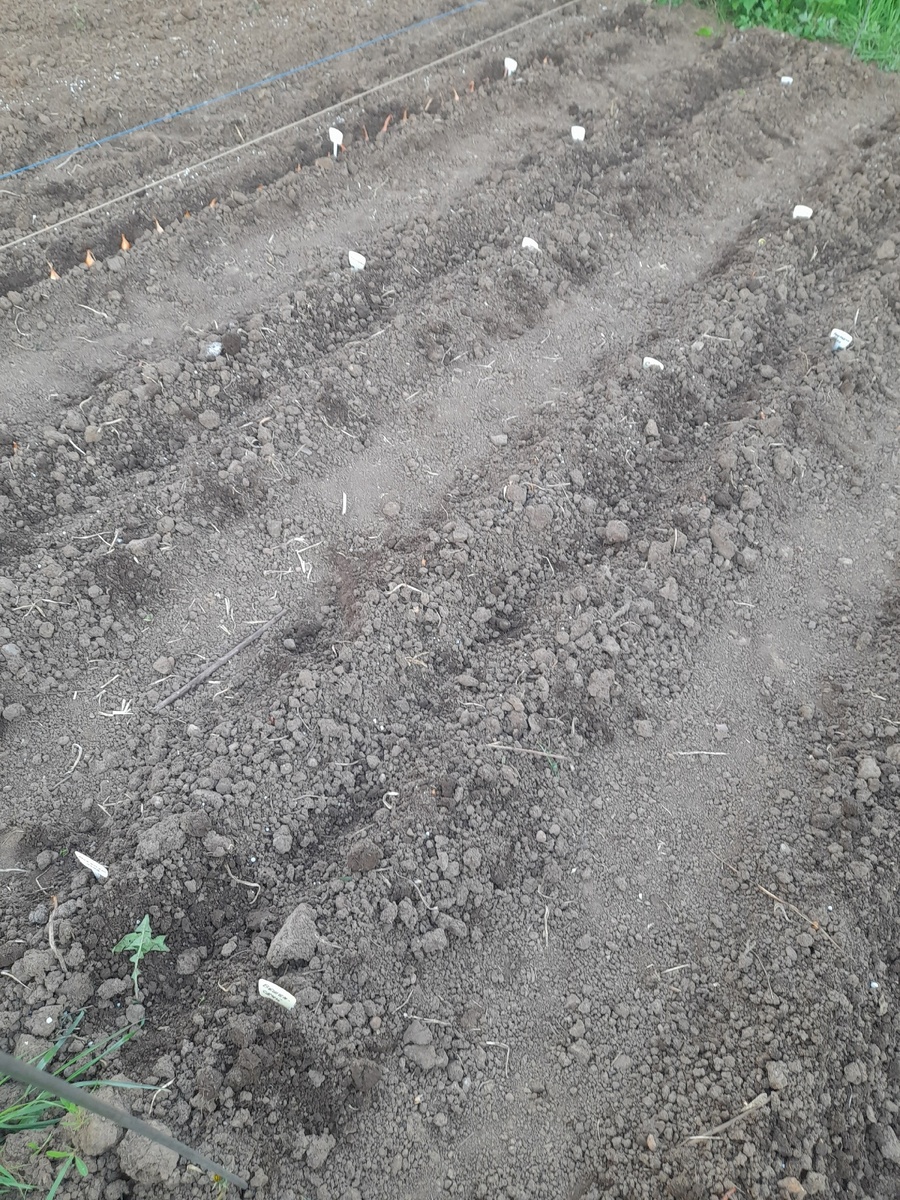 Сажаю по верёвочке, ставлю бирки.