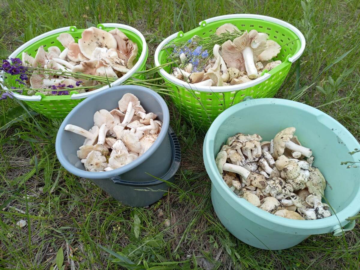 Урожай поджерделовиков. Фото авторов