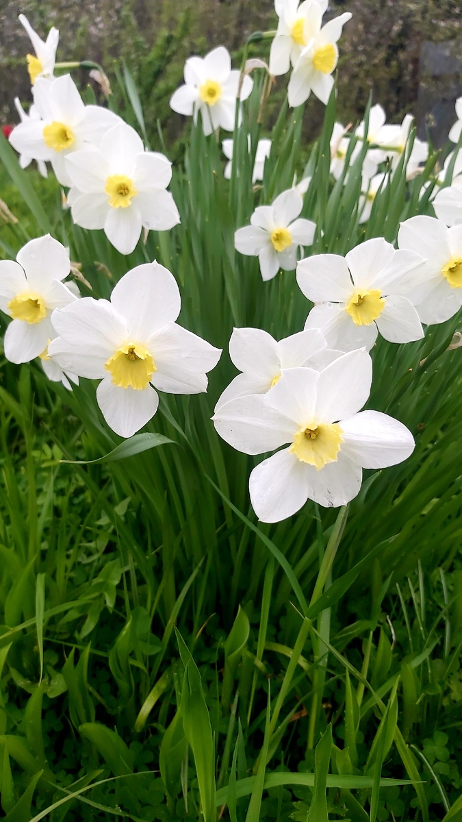 Нациссы огромными кустами, обожаю!