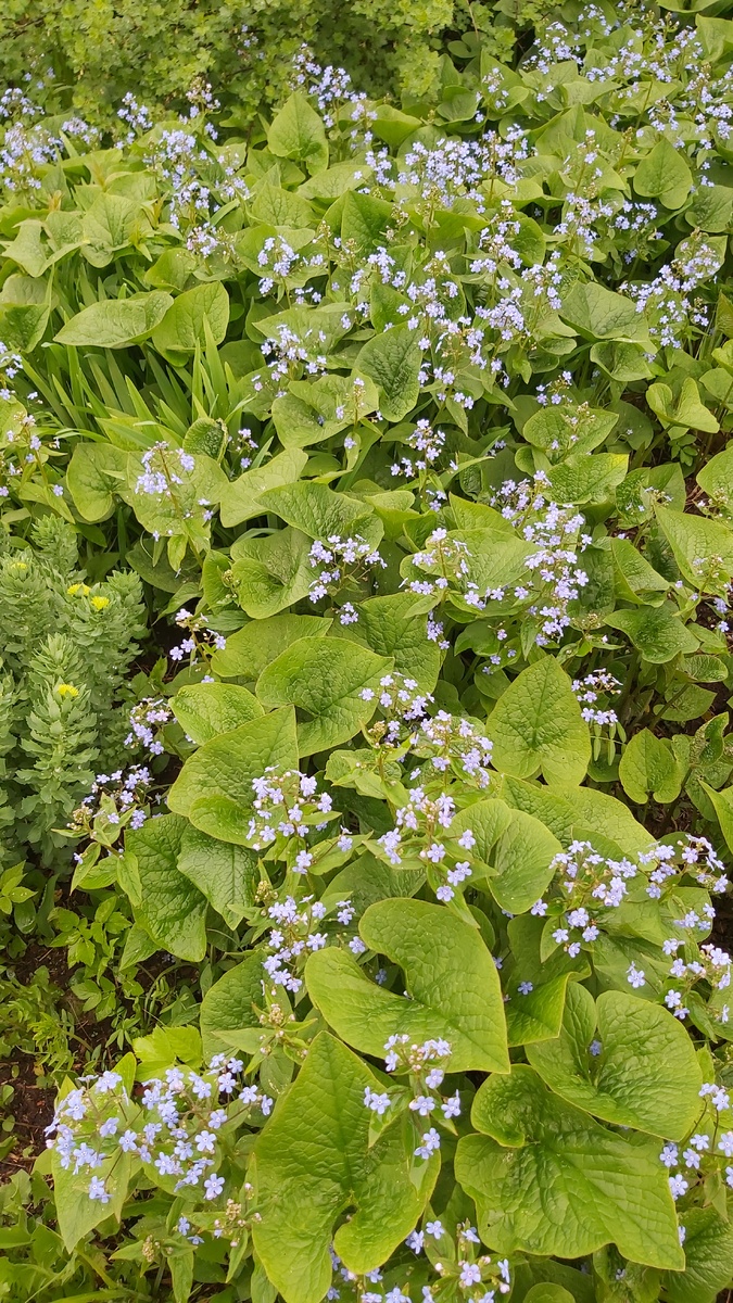 Незабудки разрослись, крыжовник за ними.