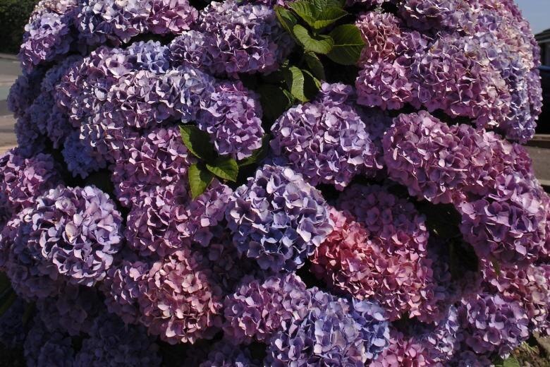    Helmut Meyer zur Capellen/Global Look Press