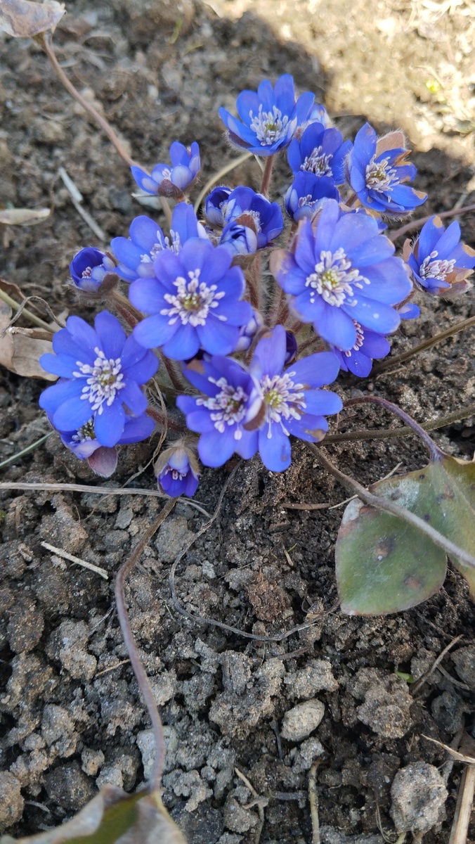Первое цветение печоночницы