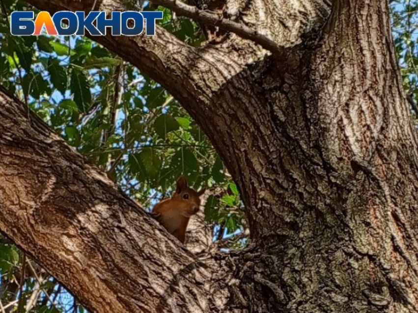 Белка на окраине Луганска 