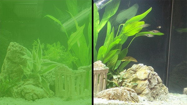 Фото мутного аквариума до/после