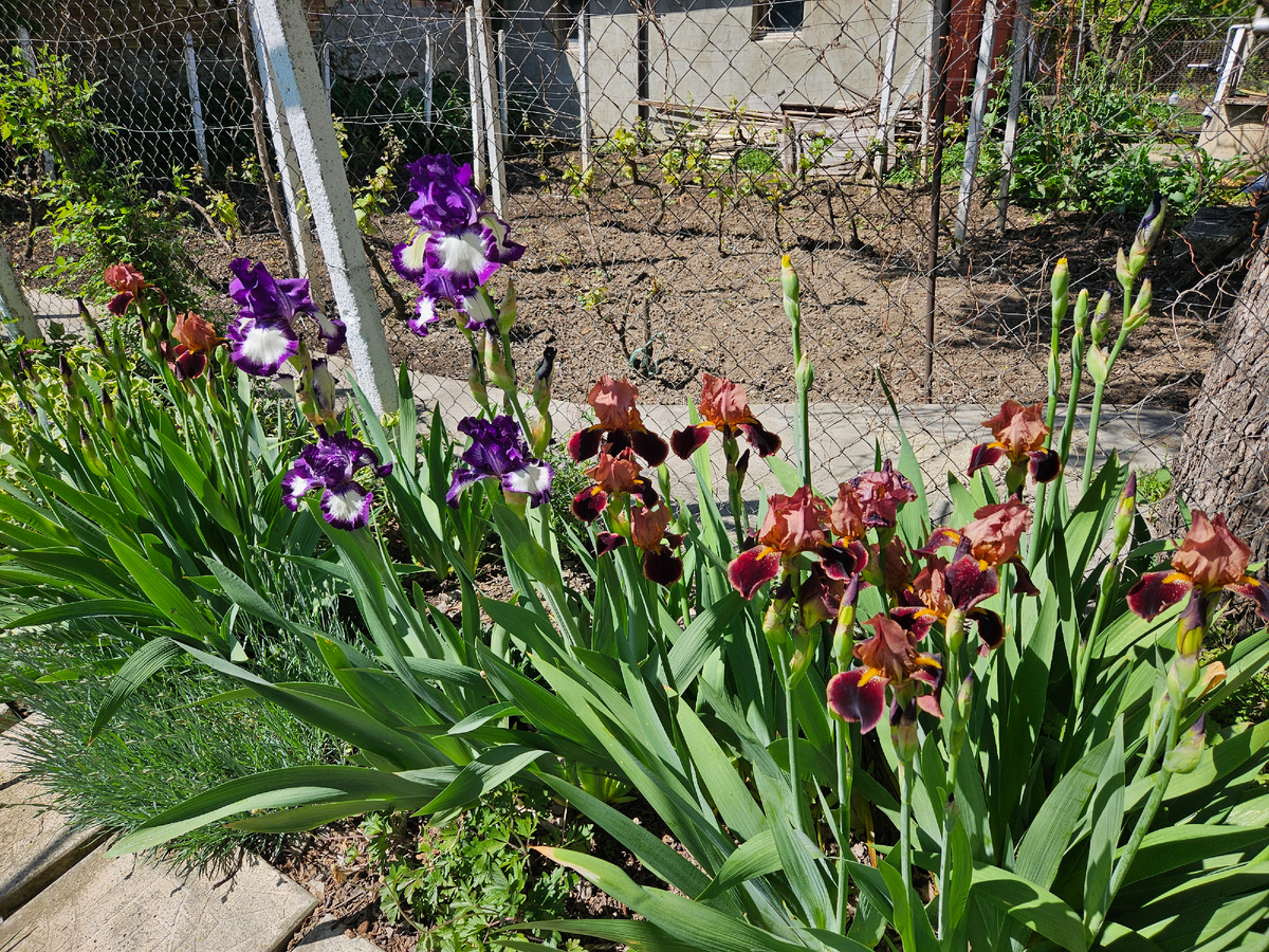 Начало цветения