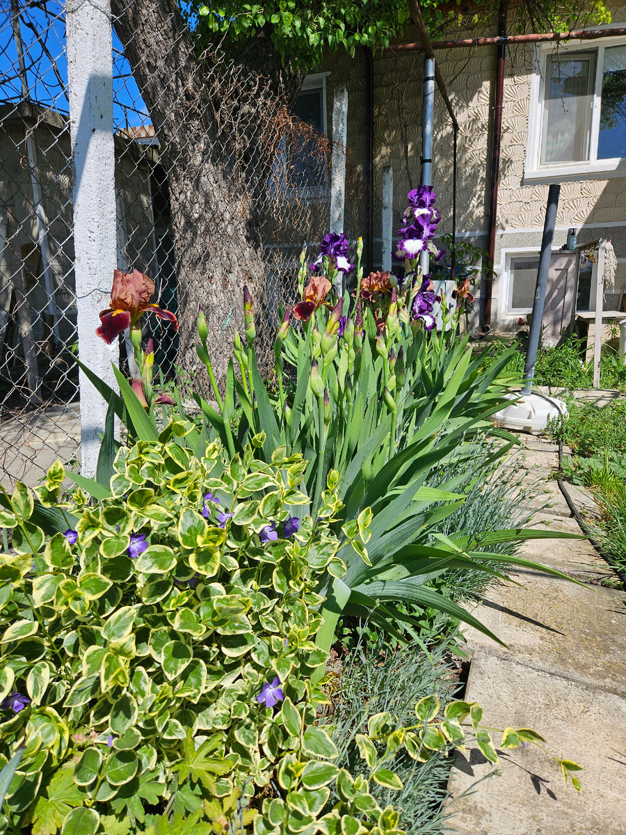 Цветочная парочка барвинок и ирисы