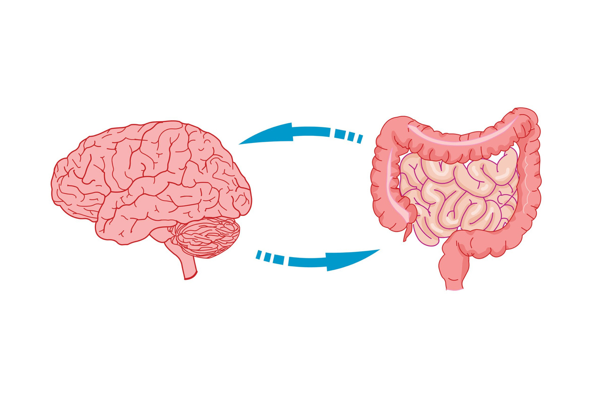  Не только мозг влияет на кишечник, но и кишечник влияет на мозг. И это влияние ничуть не меньше, а вероятно, даже больше и значительнее.