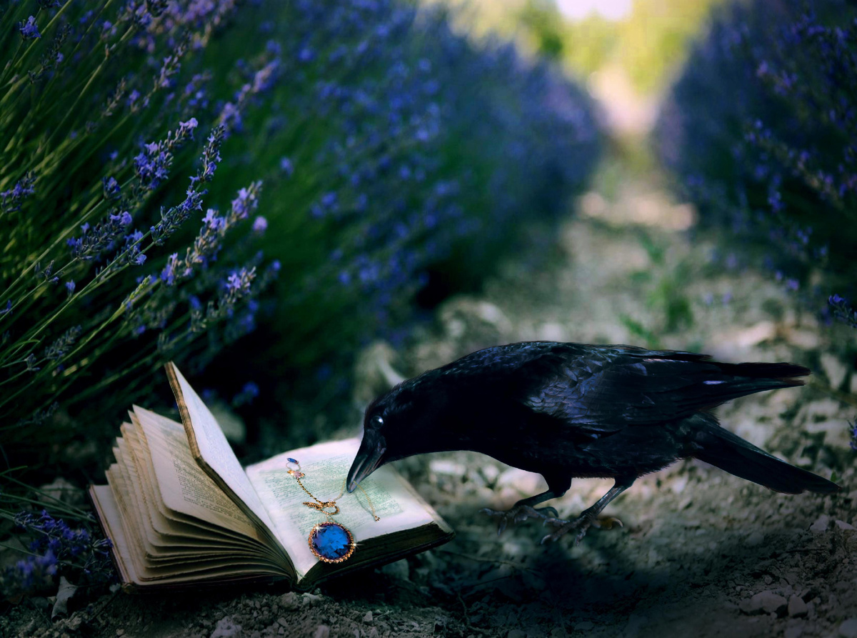 Ворон с книгой