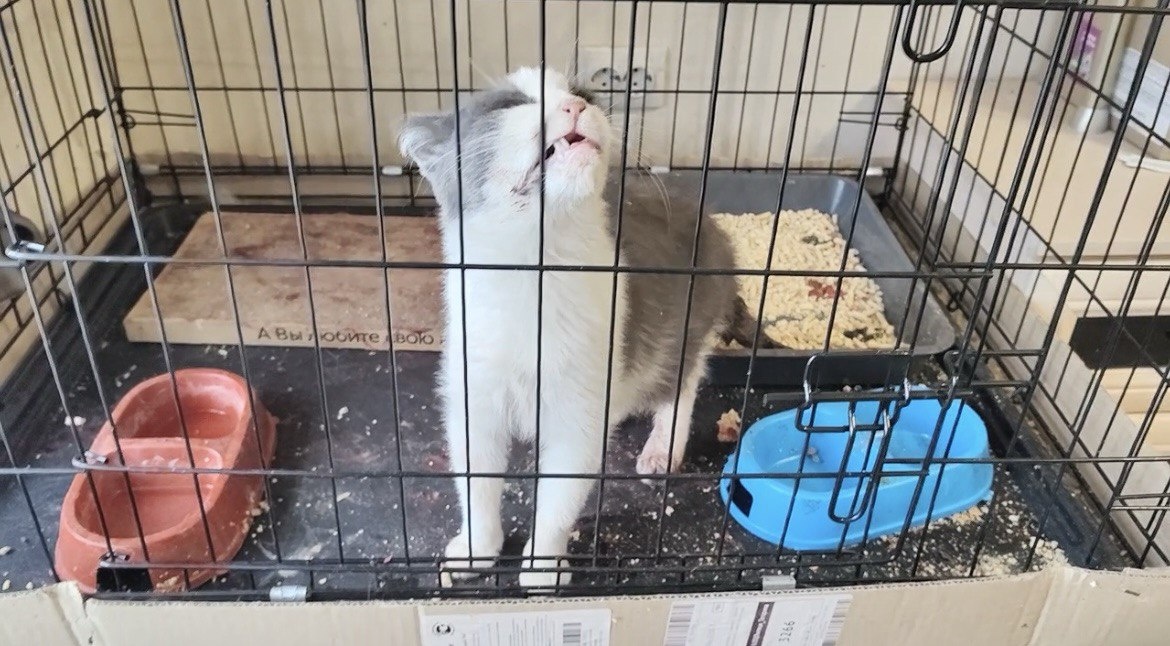 Увидев людей, Кира сразу начинает им ласково мурррчать. Фото из архива автора