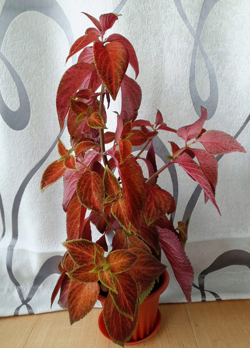 Фото автора канала