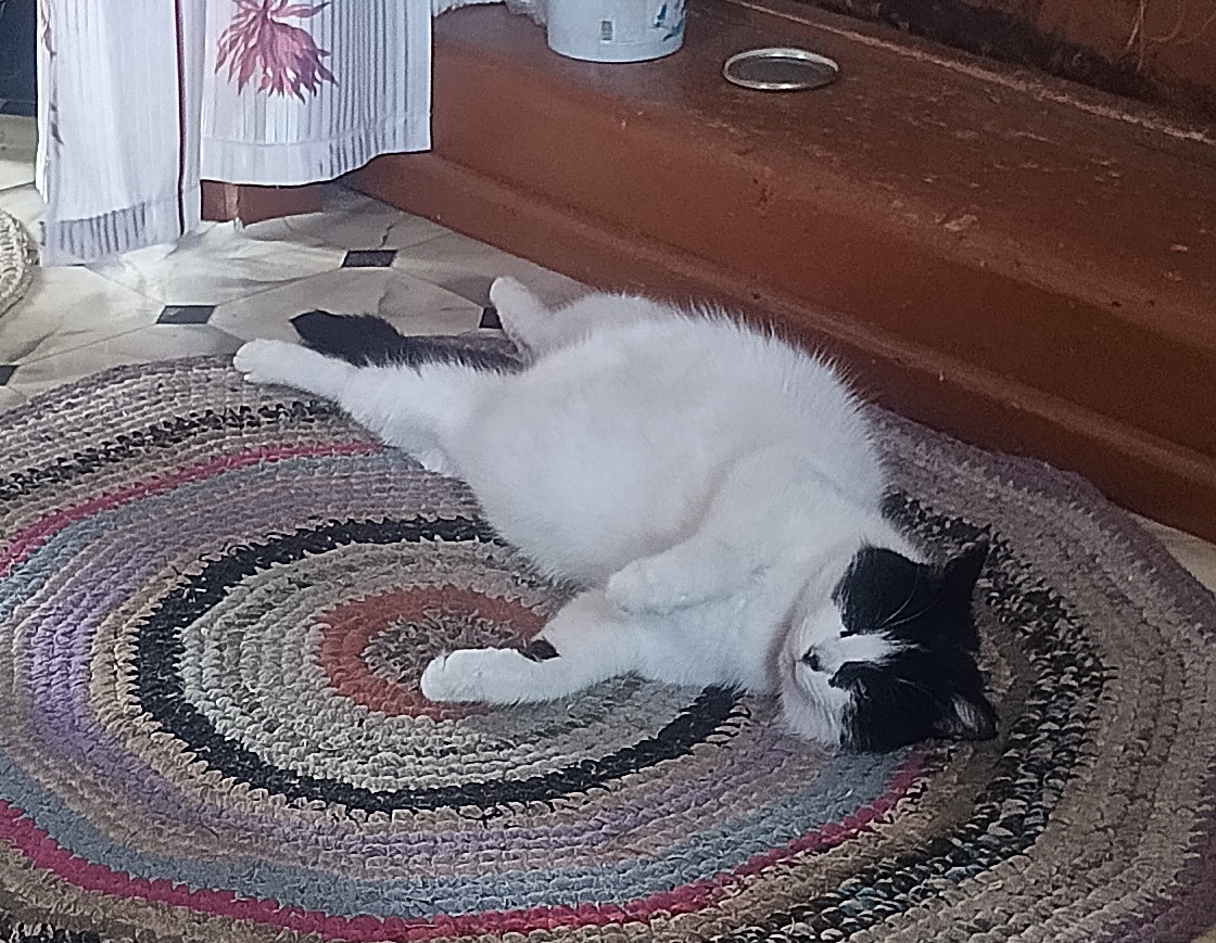 Беременная кошка почти перед родами.