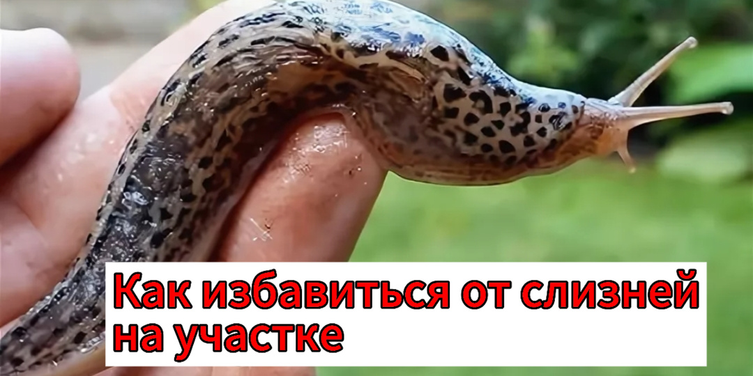 Слизни в огороде: как избавиться от незваных гостей и спасти урожай