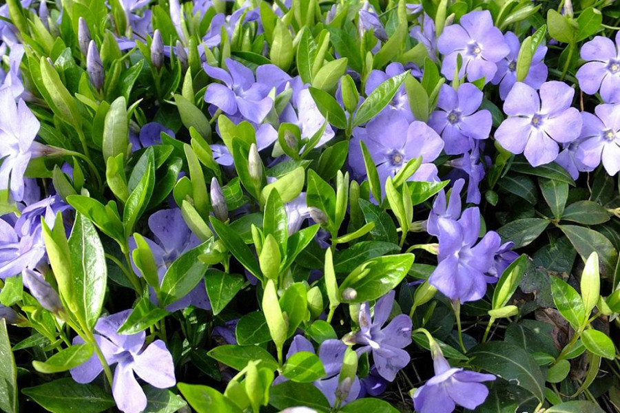 Барвинок малый