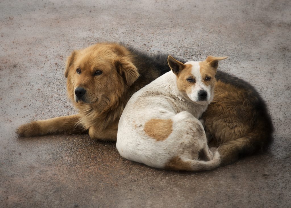    Фото: pxhere.com Редактор