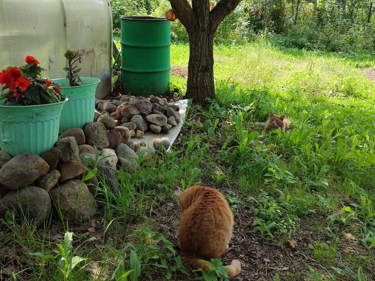 Барсик и Кузька