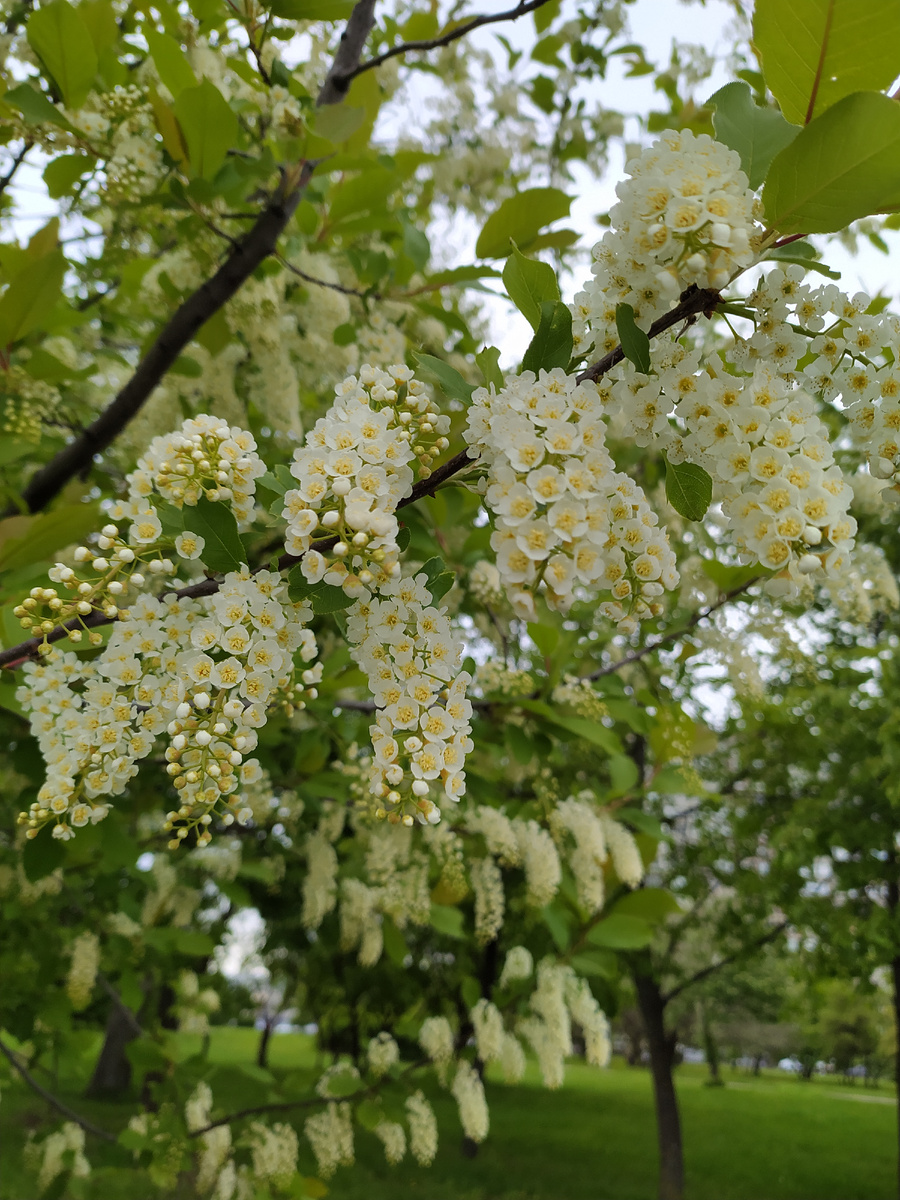 Цветет черемуха к похолоданию 