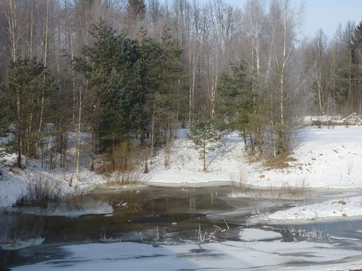 Заводь на реке тверца. Из архива автора.