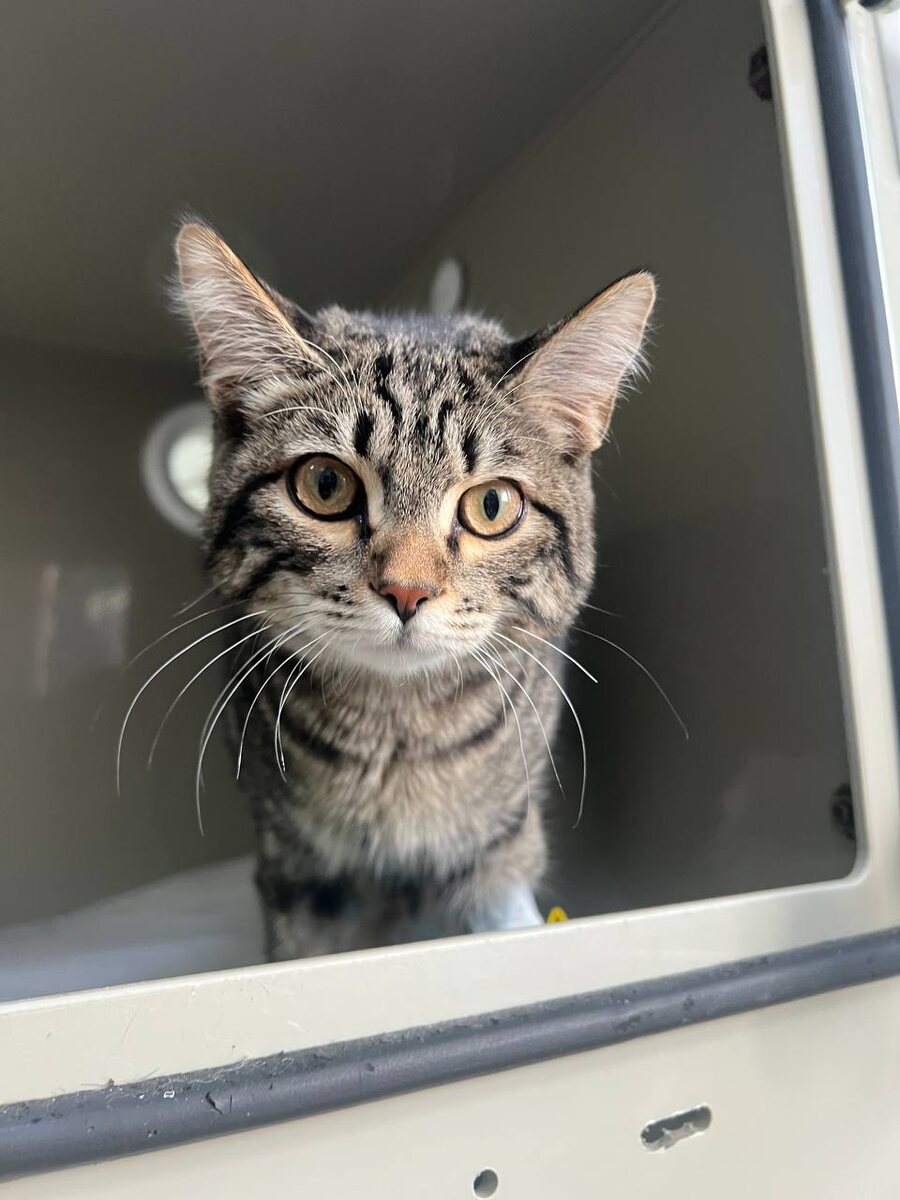 Котёнок Тимоша уже здоров, но находится в клинике, потому что ему пока некуда уезжать, он ждет когда кто-то его полюбит и заберет к себе домой