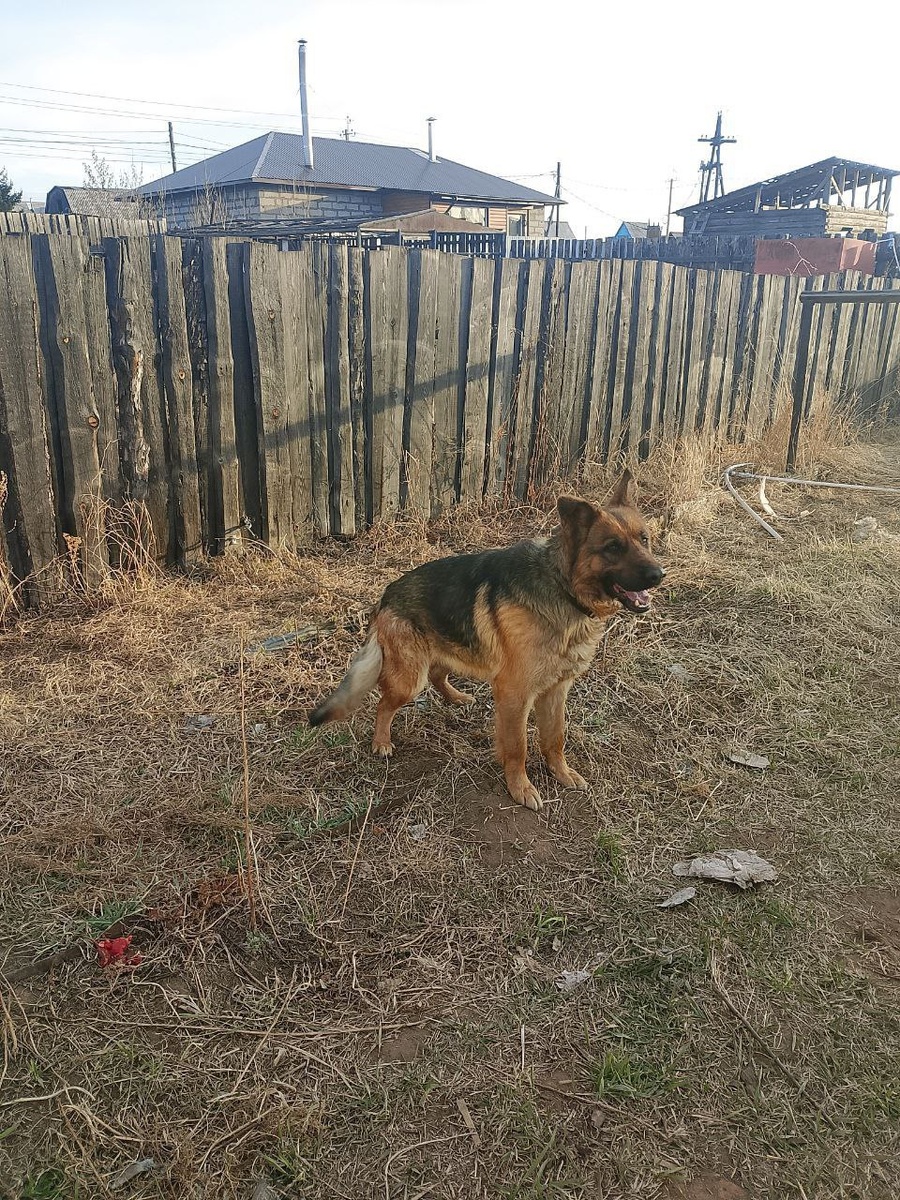 Так овчарка Герда жила на участке своего хозяина, у собаки ничего не было, даже от холода и дождя спрататься негде, нет миски даже для воды