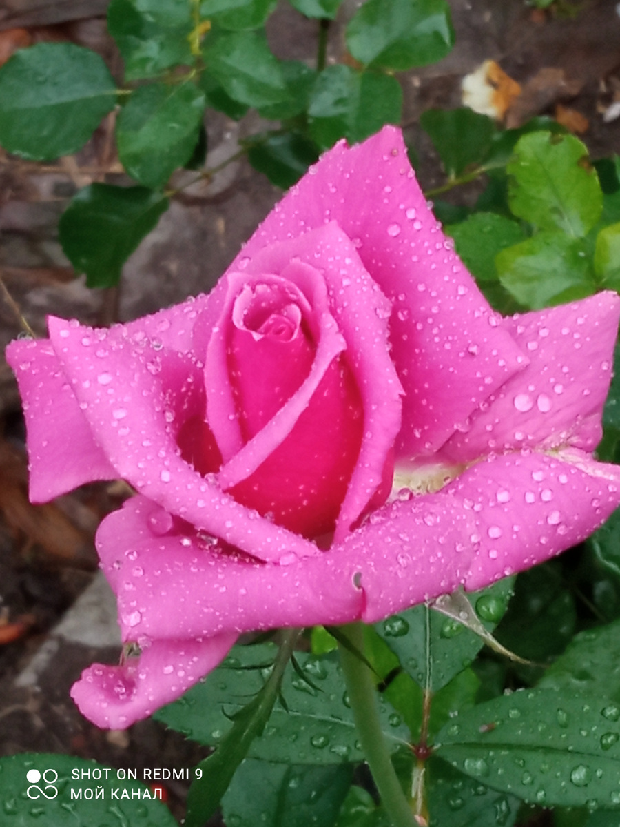 Японочка Ши-Ун из горшочка прошлого года. Фото автора.