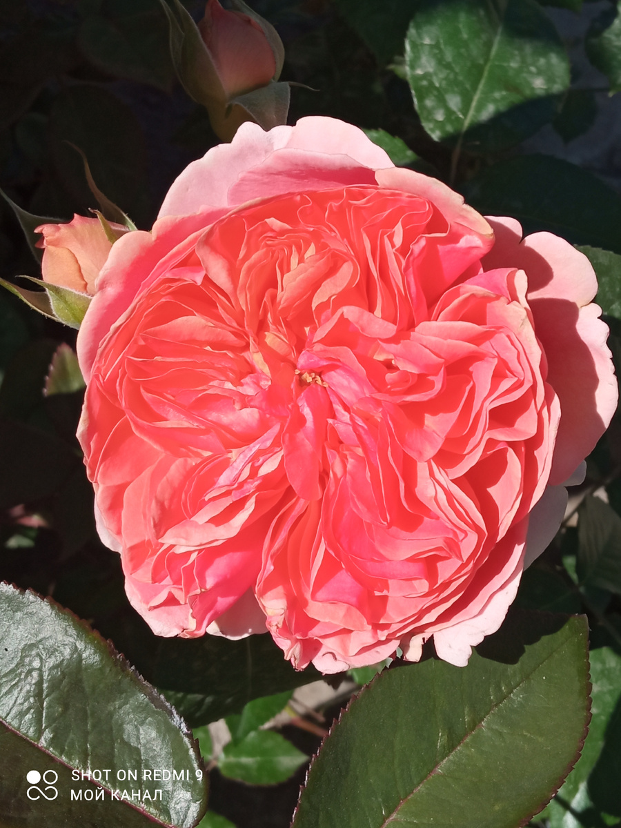 Чиппендей из прошлогоднего заказа. Фото автора.