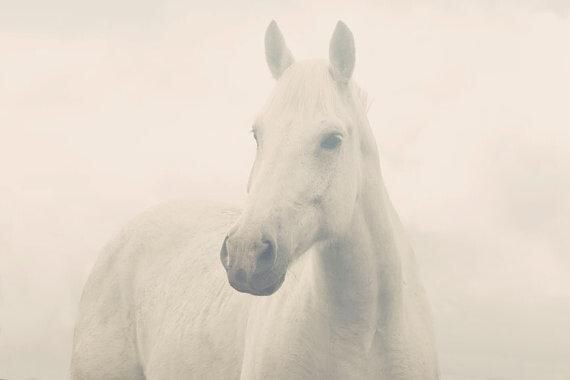 Белый конь в тумане