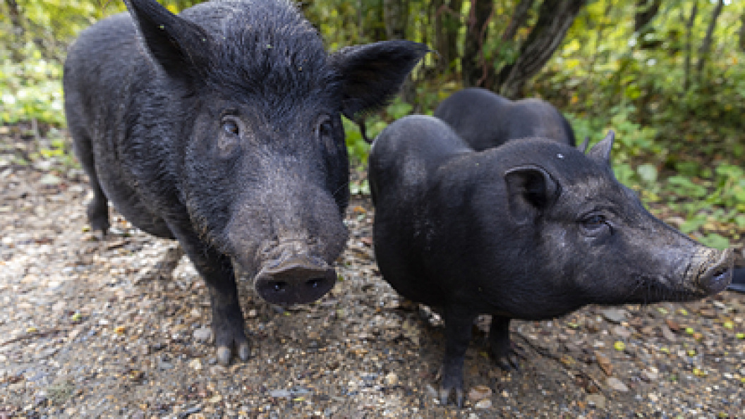    Aleksey Smyshlyaev/Globallookpress