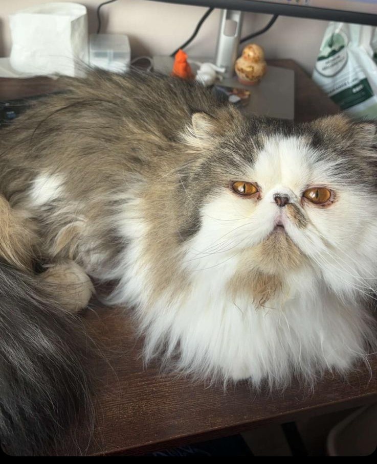 Будущий брат для Пеппи. Фото из личного архива 