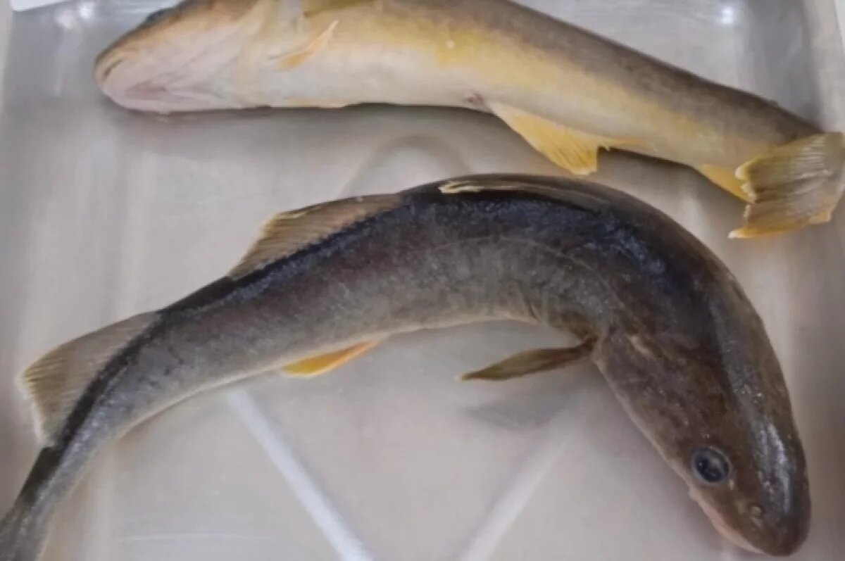    На Камчатке в наваге обнаружили опасных паразитов