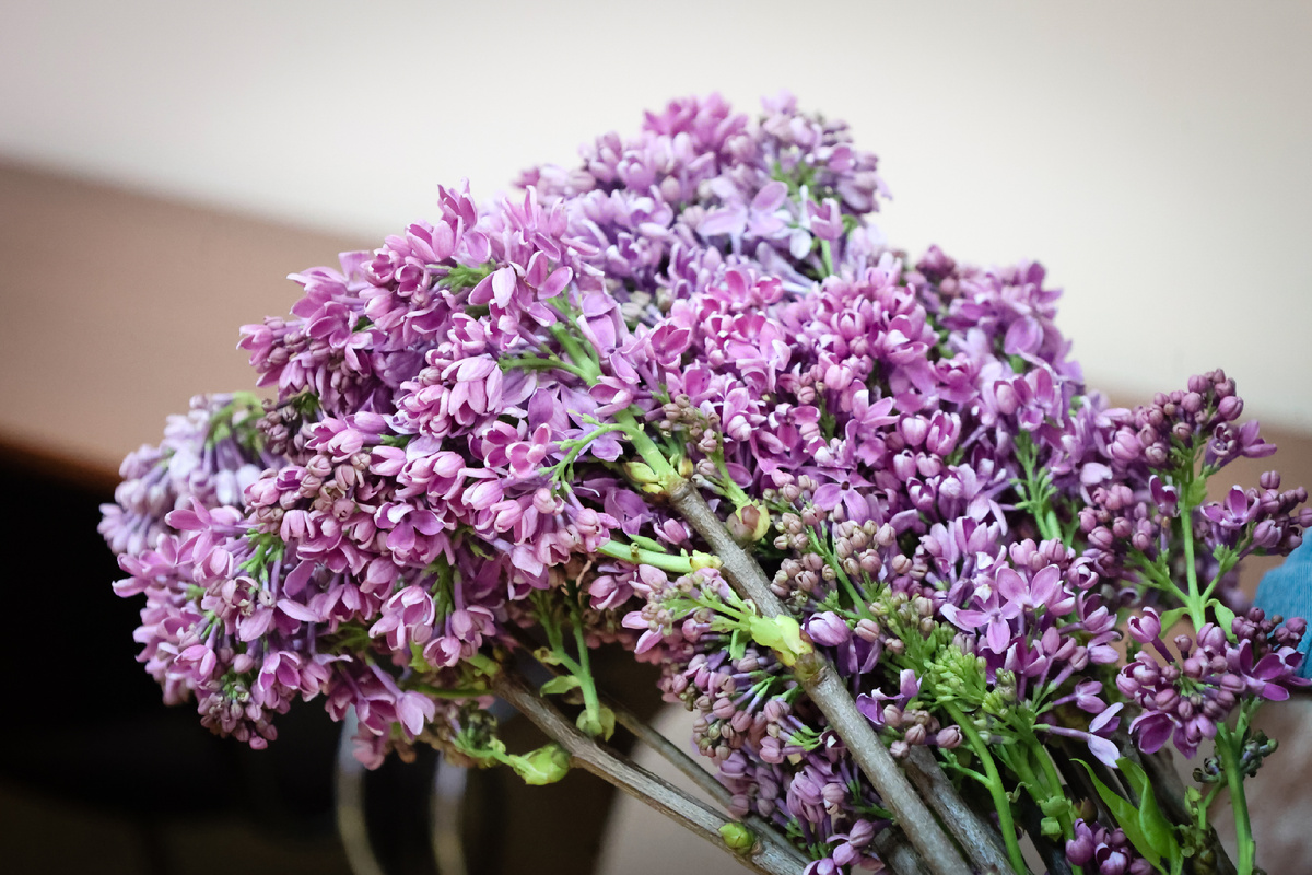 Сирень для С. Рахманинова от сотрудников Ивановки. Фото: Денис Рылов.