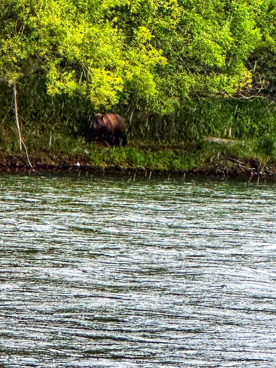 Увы, эту фотографию я сделала не в тот день, а на 8 лет позже. А фотографии первого медведя у меня нет...