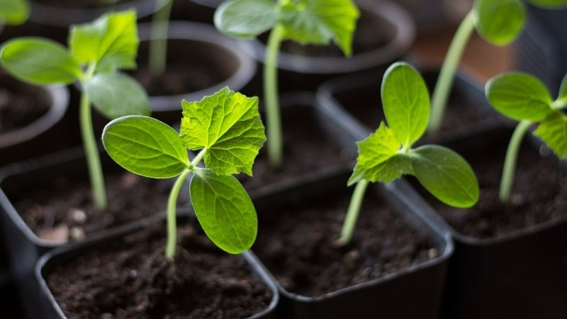      Фото: @tatianakim / freepik.com