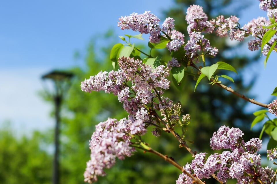    Барнаул. Весна. Погода. Сирень. Источник: Виталий Барабаш