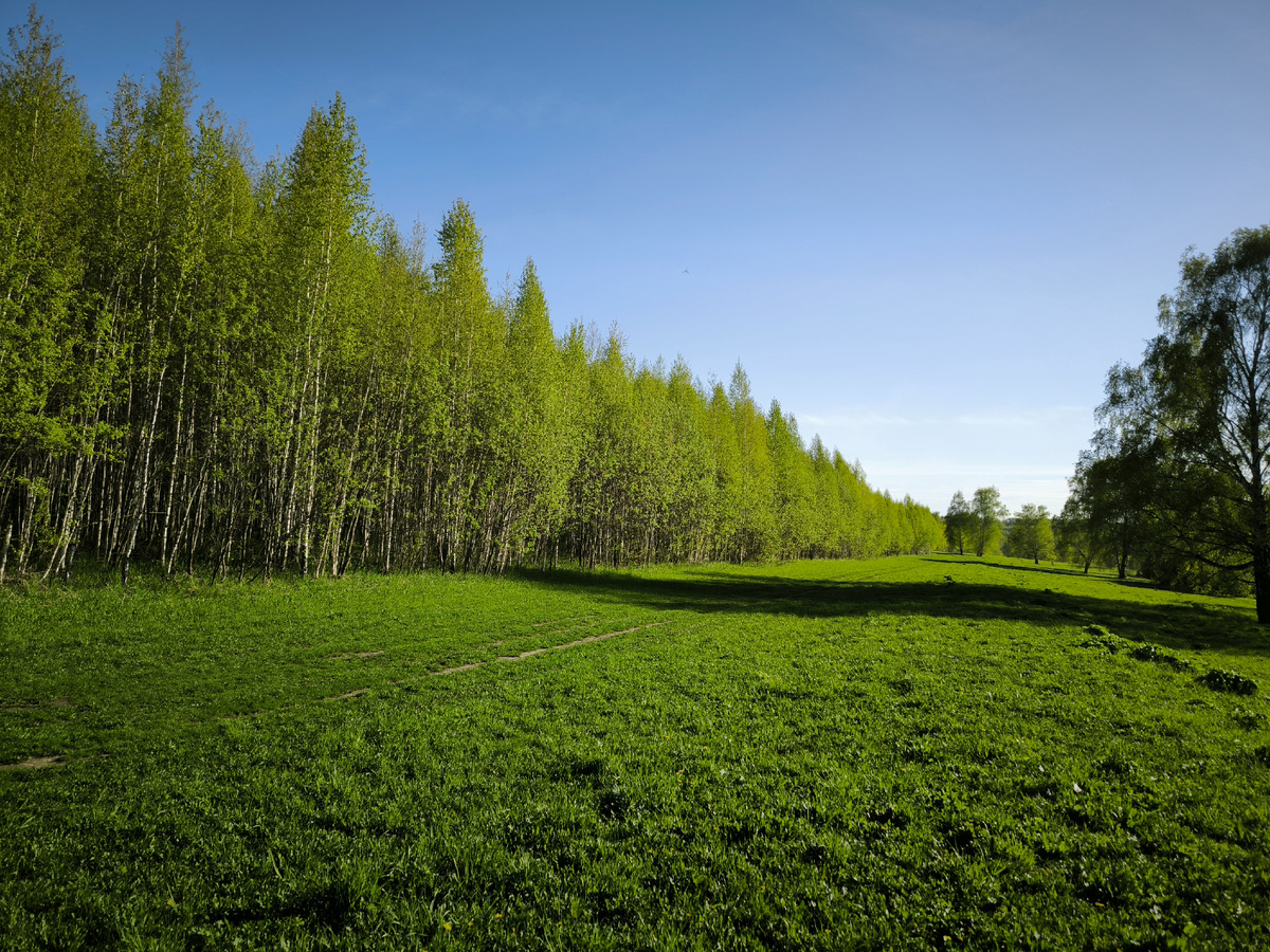 Какое всё зелёное