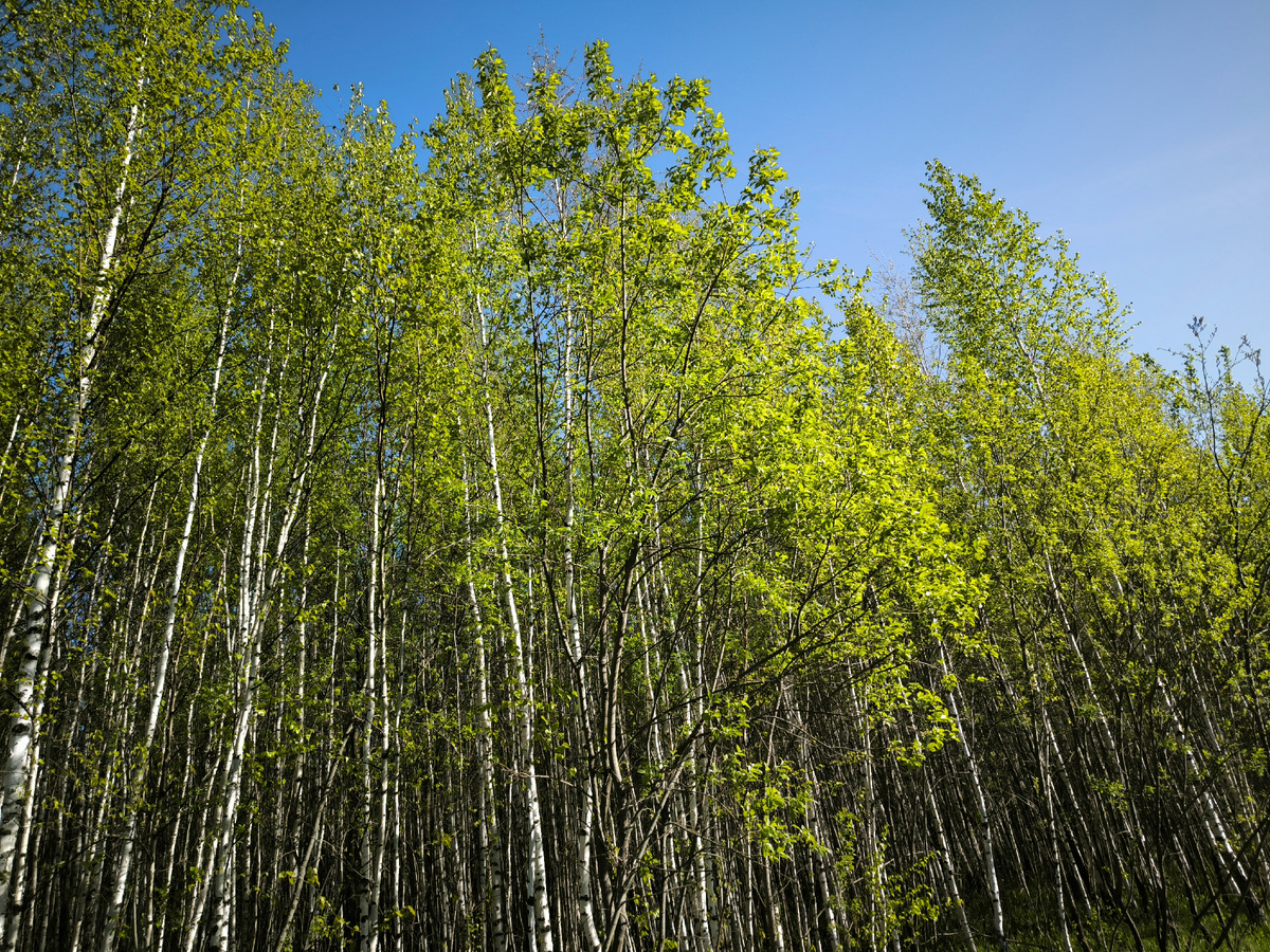 Молодая листва